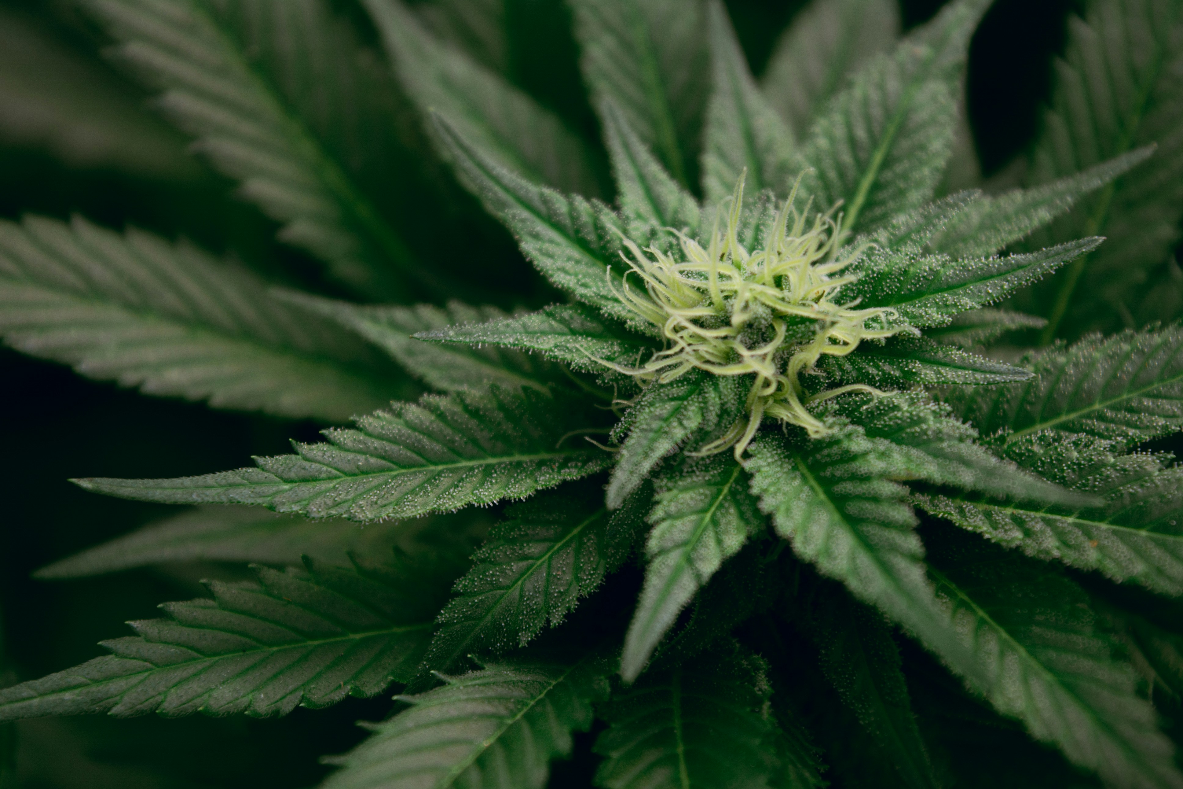 Close-up of a THCA cannabis flower in bloom