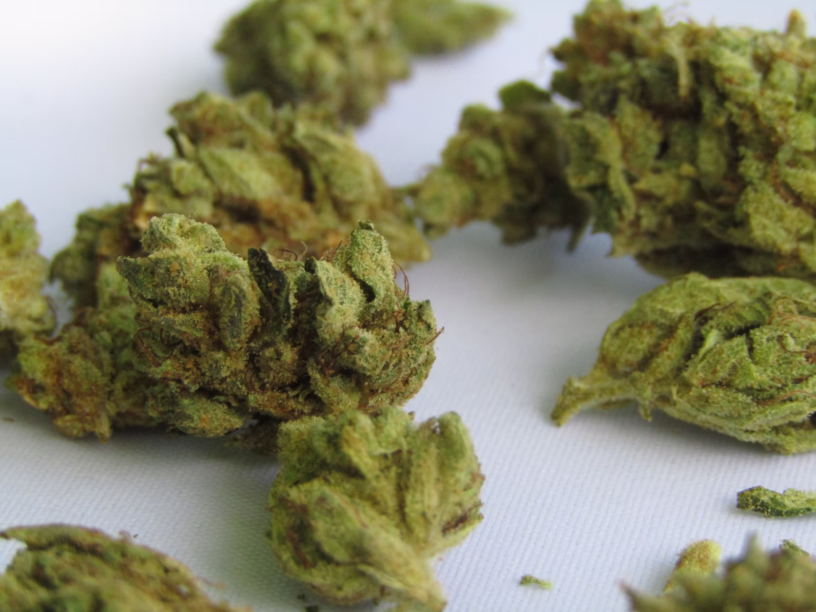 Premium hemp flower buds