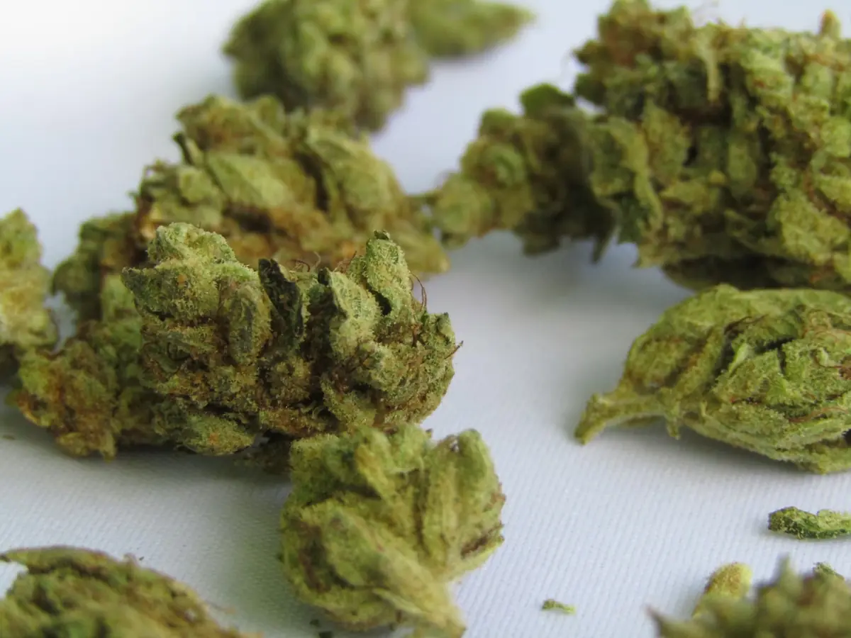 Premium hemp flower buds
