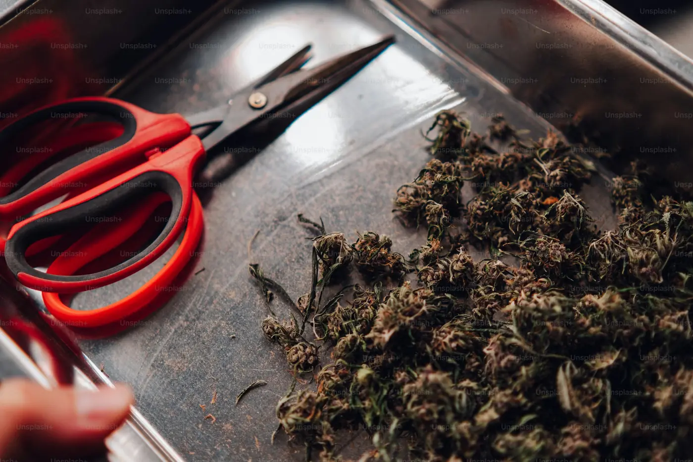 Hemp flower buds