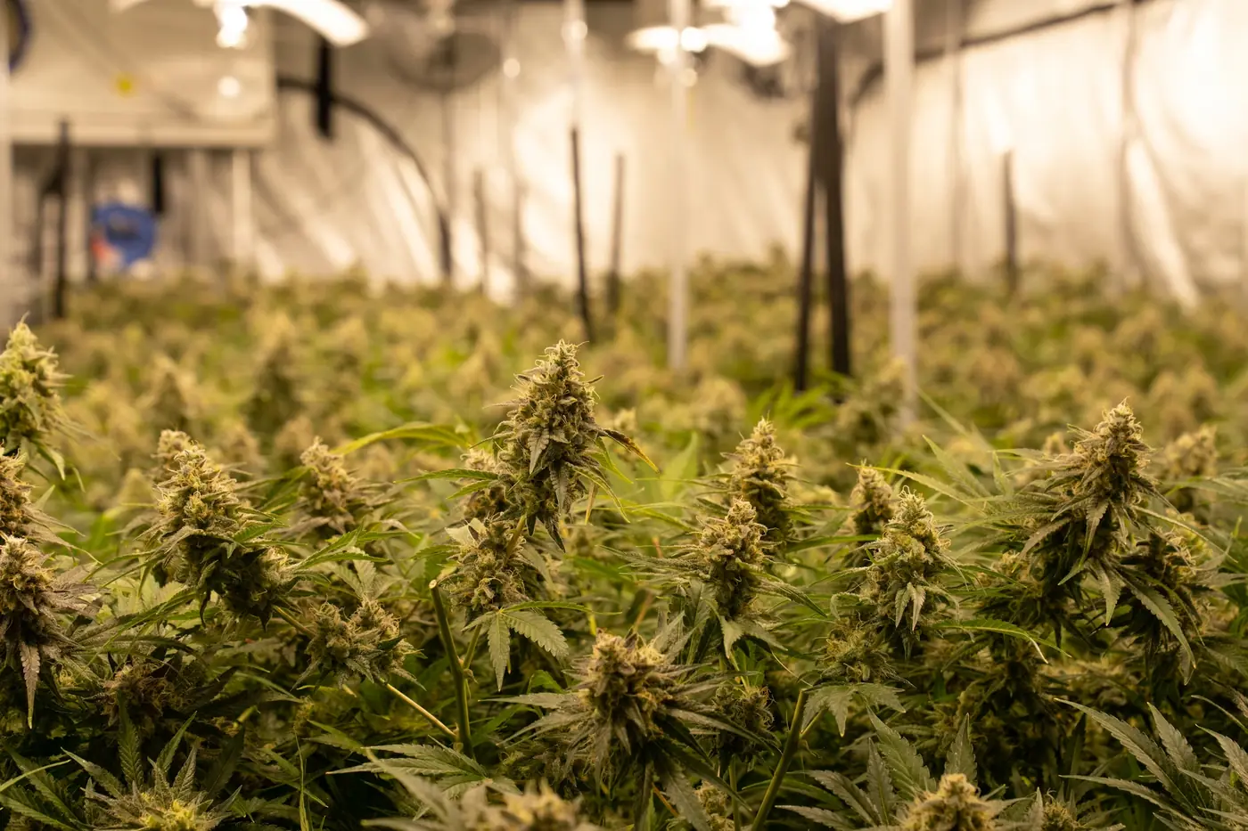 Hemp flower buds