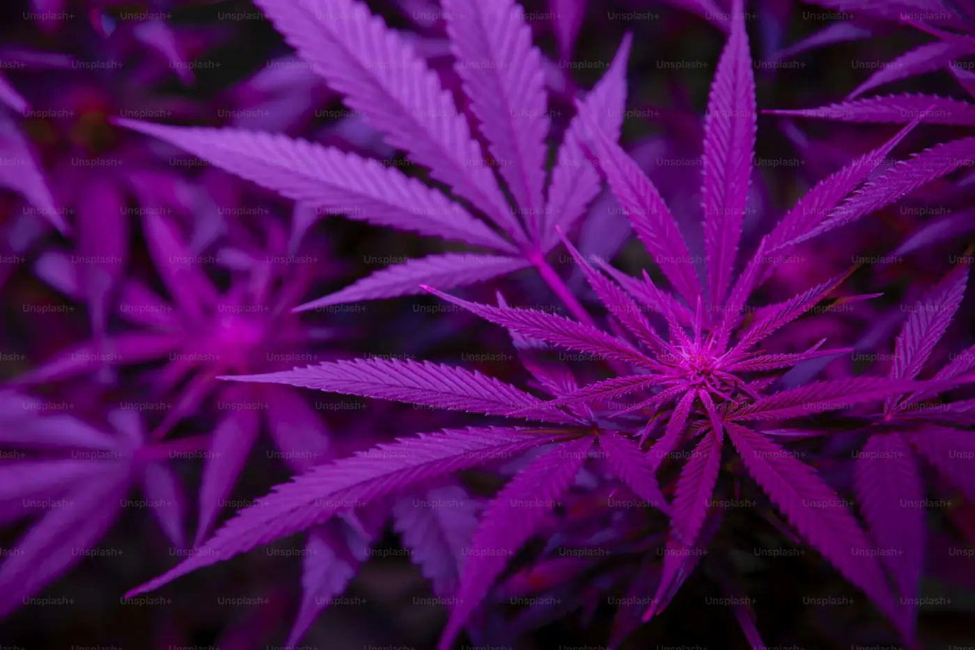 Hemp flower buds for THCA vs Delta-9 comparison