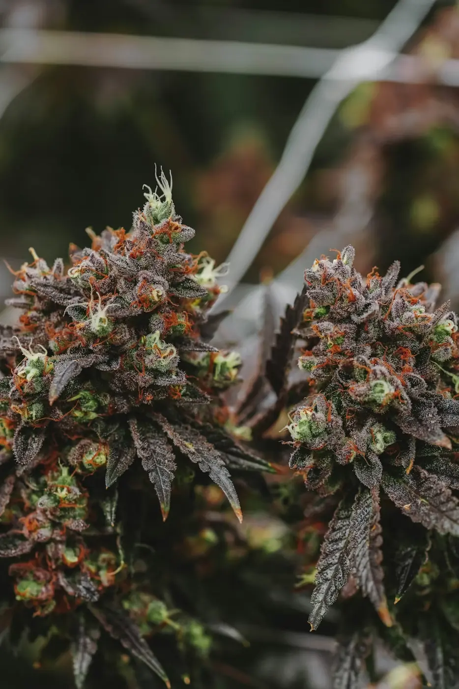 Cannabis certificate of analysis beside hemp products