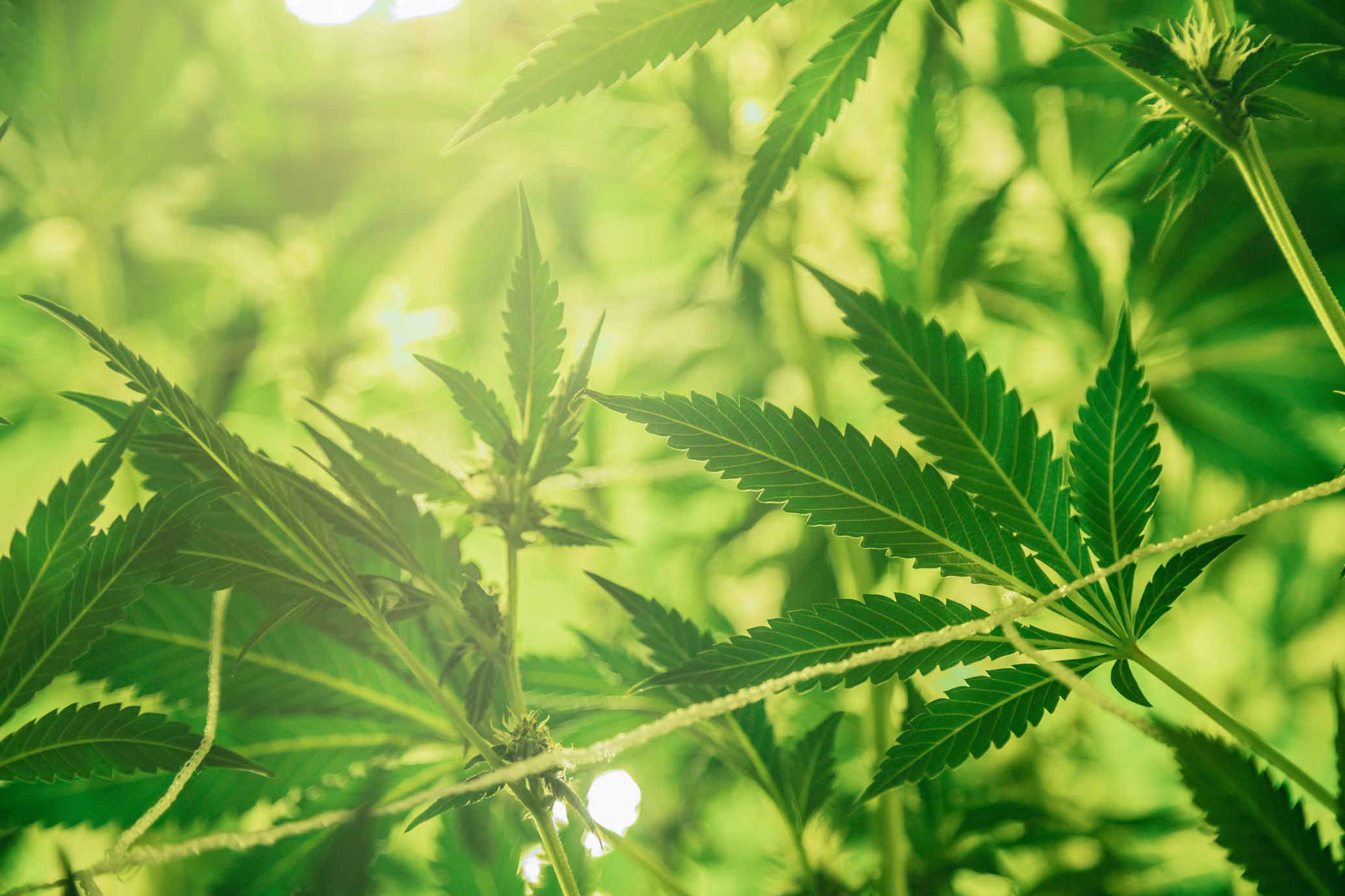 Delta-10 THC hemp products