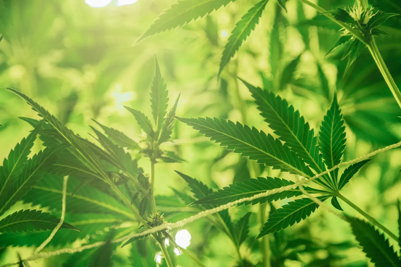 Delta-10 THC hemp products