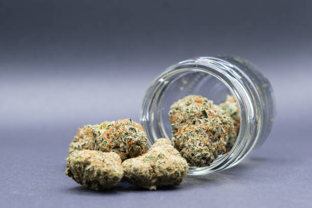 Indica cannabis flower with dense, dark green buds