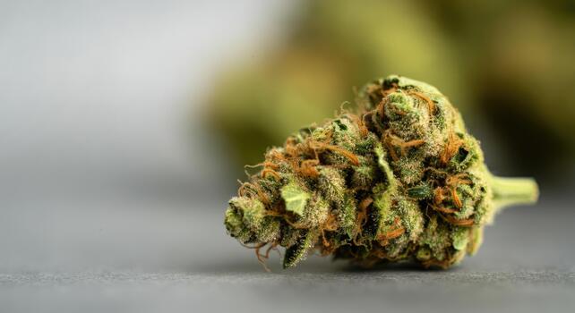 Sativa cannabis flower with lighter, elongated buds